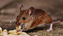 24 Hour & Emergency Exterminators in Elk Ranch, AR